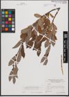 Foto von Salix appendiculata Vill.